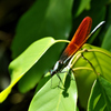 カマキリみたいな影