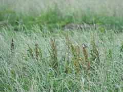 Cisticola juncidis