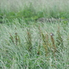 Cisticola juncidis