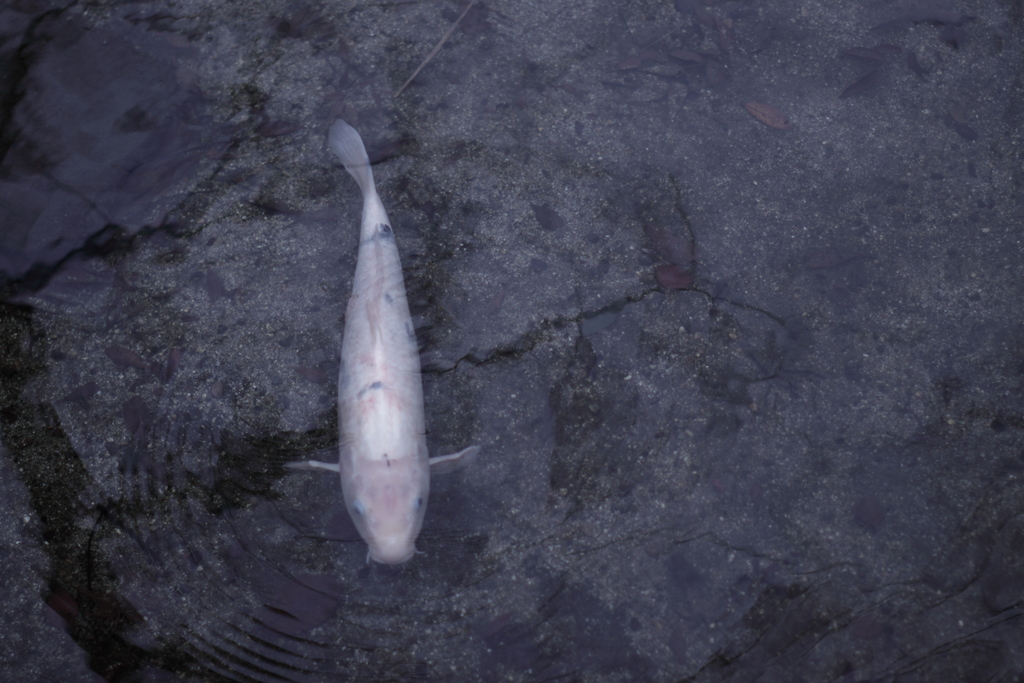 こいは気まぐれ