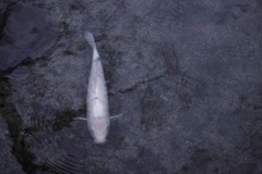 こいは気まぐれ