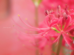 Lycoris radiata