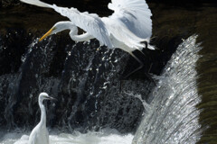 小dive