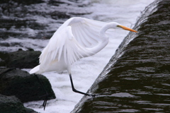 Ardea alba