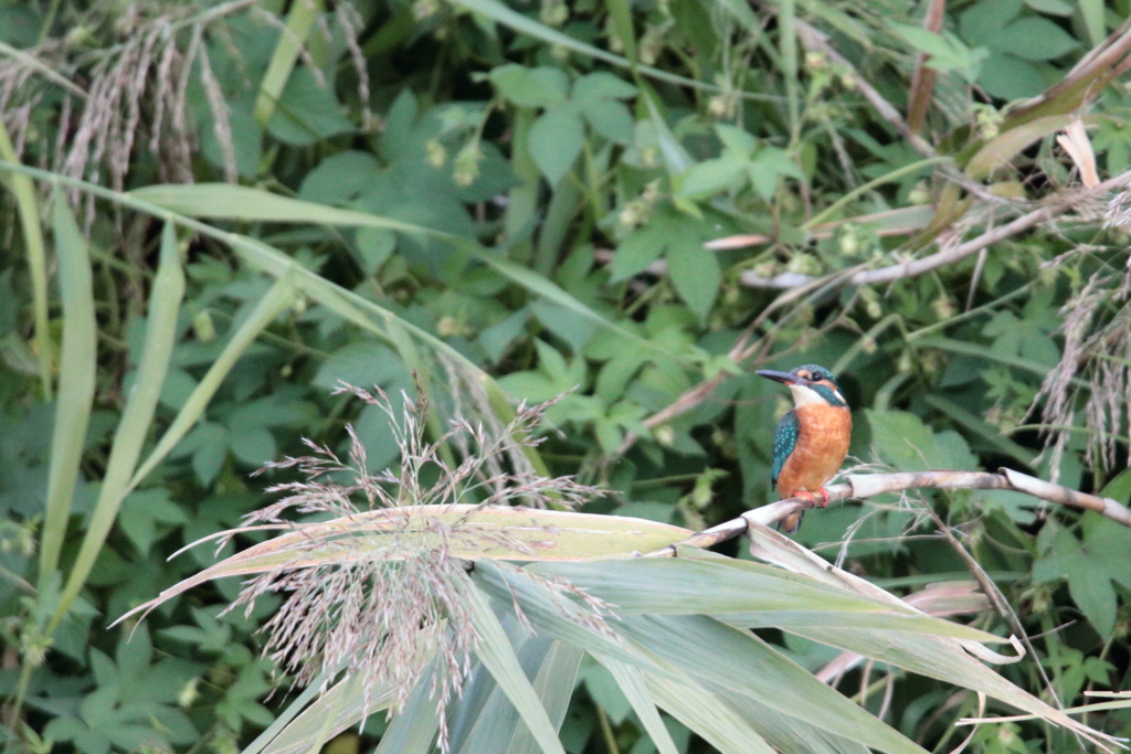 Alcedo atthis