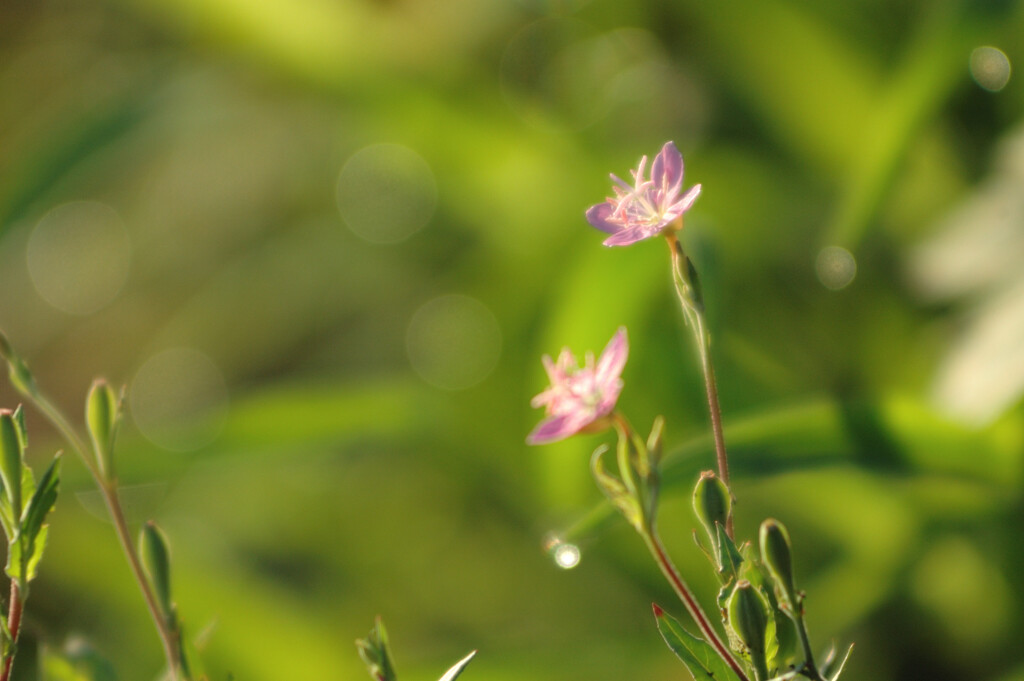 Oenothera rosea