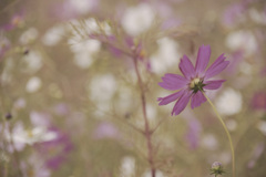 秋桜 秋桜