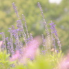 Salvia