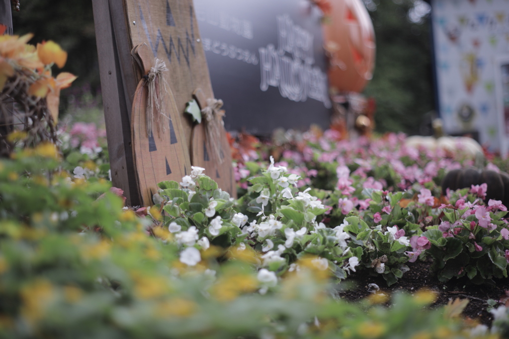 徐々にハロウィン