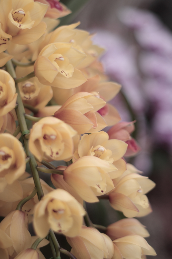 Cymbidium