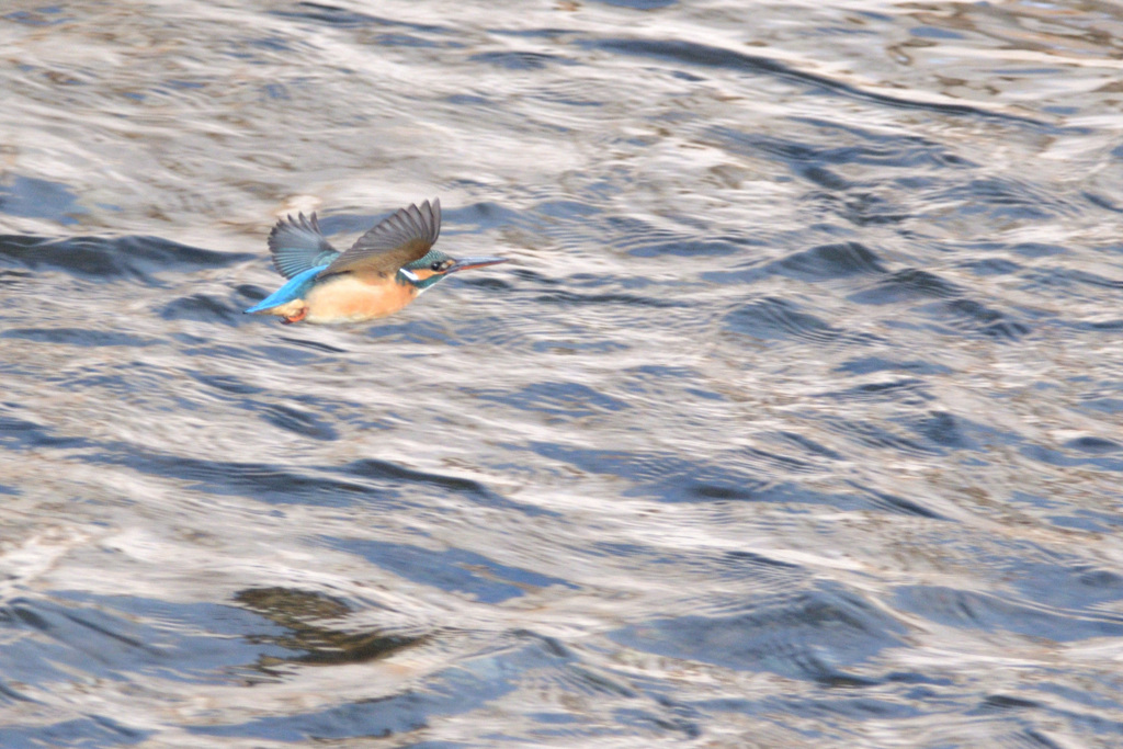 Alcedo atthis