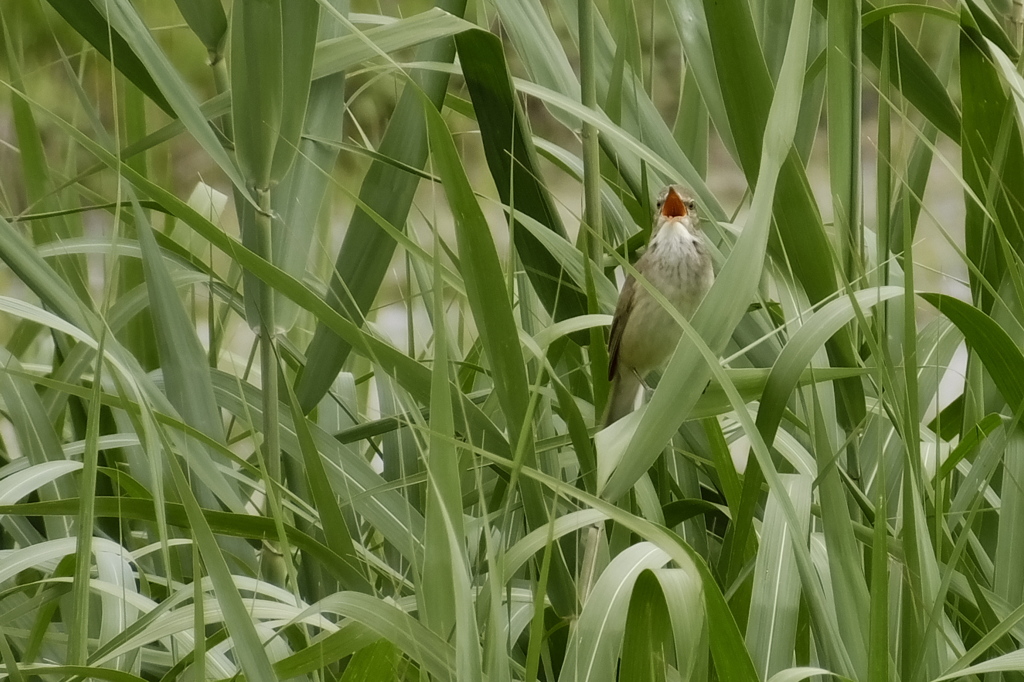 Acrocephalus bistrigiceps