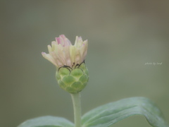 Zinnia