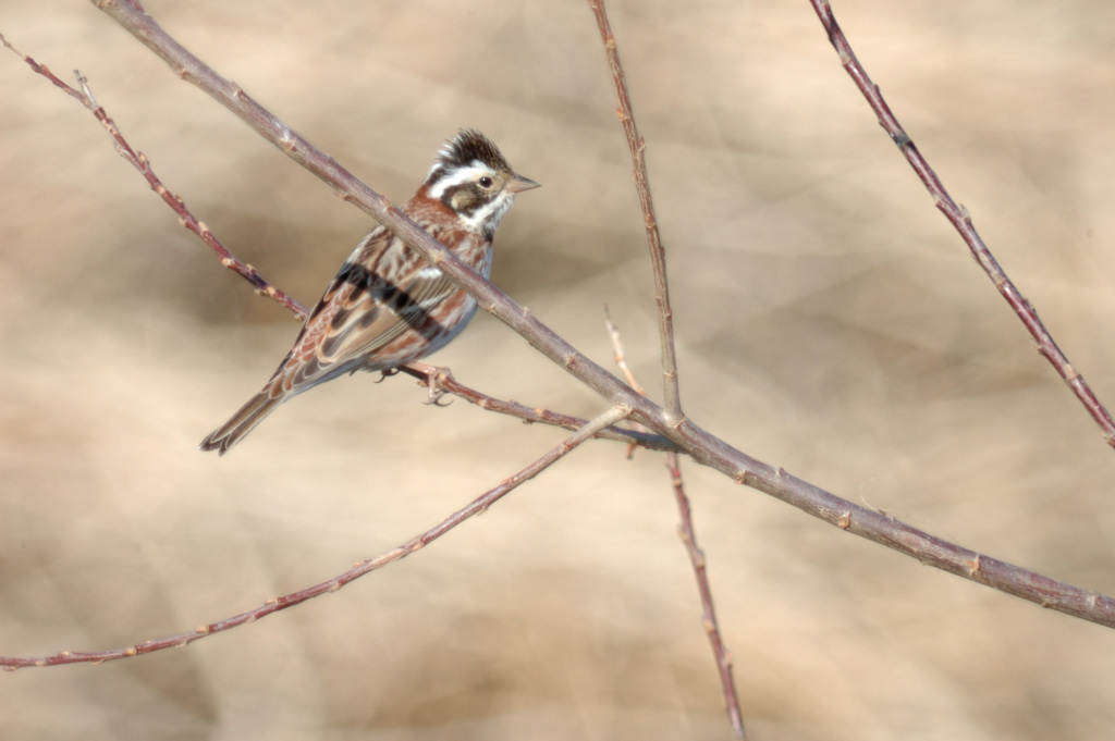Emberiza rustica