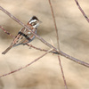 Emberiza rustica
