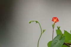 Ipomoea coccinea
