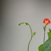 Ipomoea coccinea