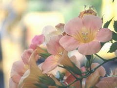 Campsis grandiflora