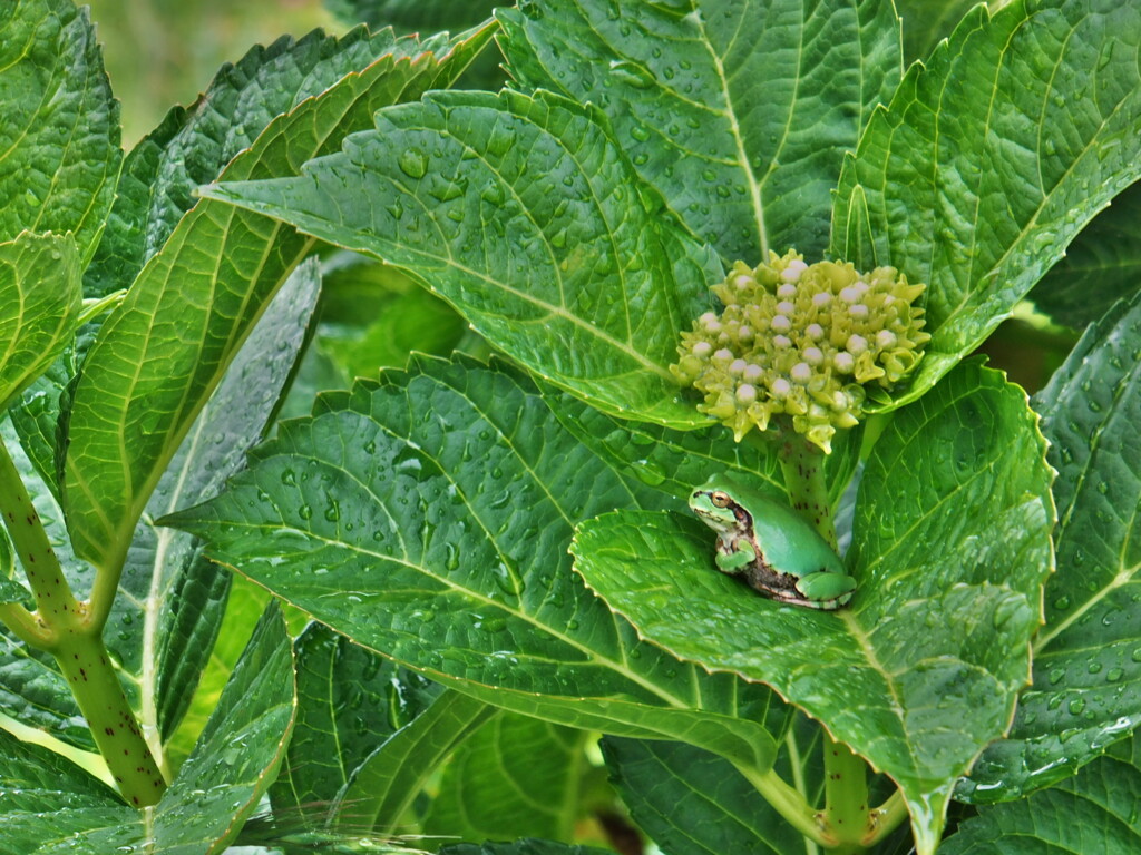 紫陽花はまだ