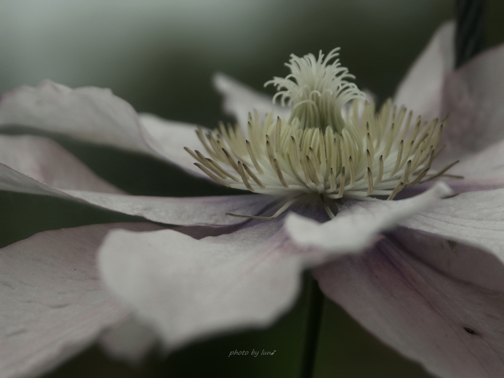 Clematis