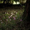 Colchicum autumnale