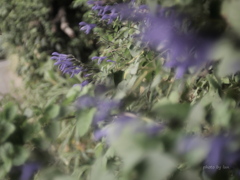 Salvia guaranitica
