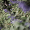 Salvia guaranitica