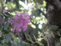 Lagerstroemia indica