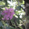 Lagerstroemia indica