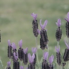 Lavandula stoechas