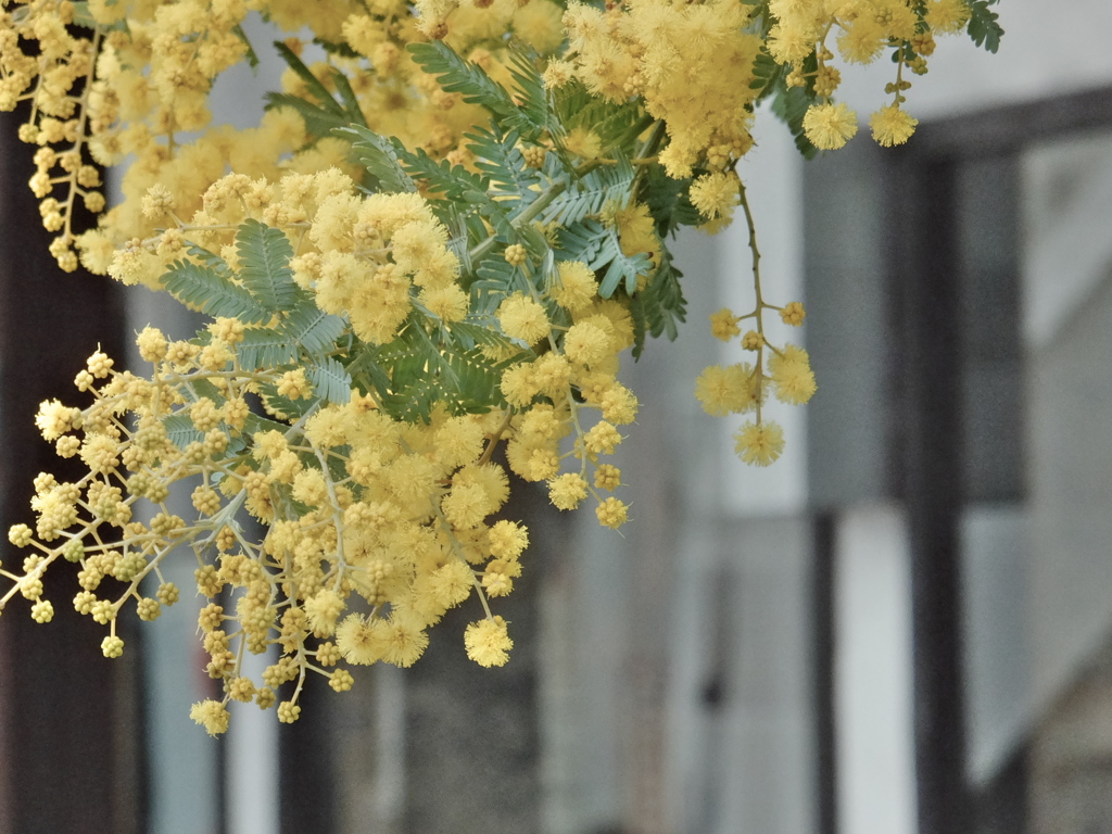 Acacia decurrense var.dealbata