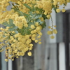 Acacia decurrense var.dealbata