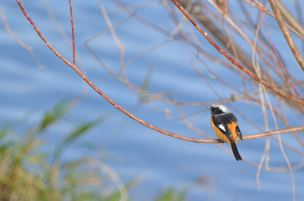 Phoenicurus auroreus