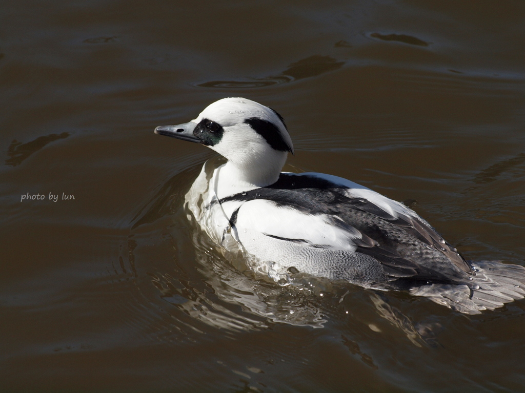 Mergellus albellus