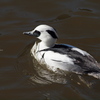 Mergellus albellus
