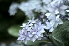 紫陽花