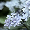 紫陽花