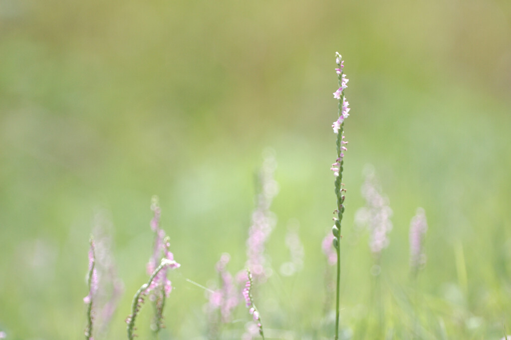 Spiranthes sinensis