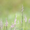 Spiranthes sinensis