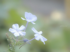 Plumbago auriculata