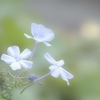 Plumbago auriculata