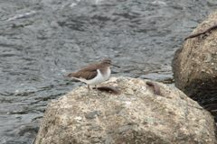 Actitis hypoleucos