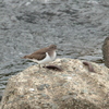 Actitis hypoleucos
