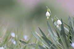 Leucojum aestivum