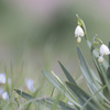 Leucojum aestivum