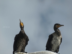 Phalacrocorax carbo