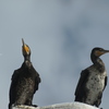 Phalacrocorax carbo