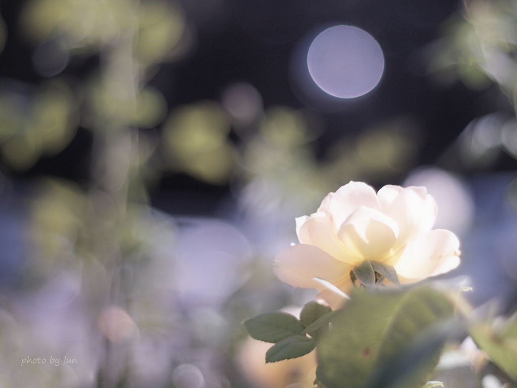 薔薇