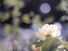 薔薇