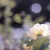 薔薇